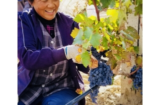 瑞沃酒莊 紅葡萄喜獲豐收